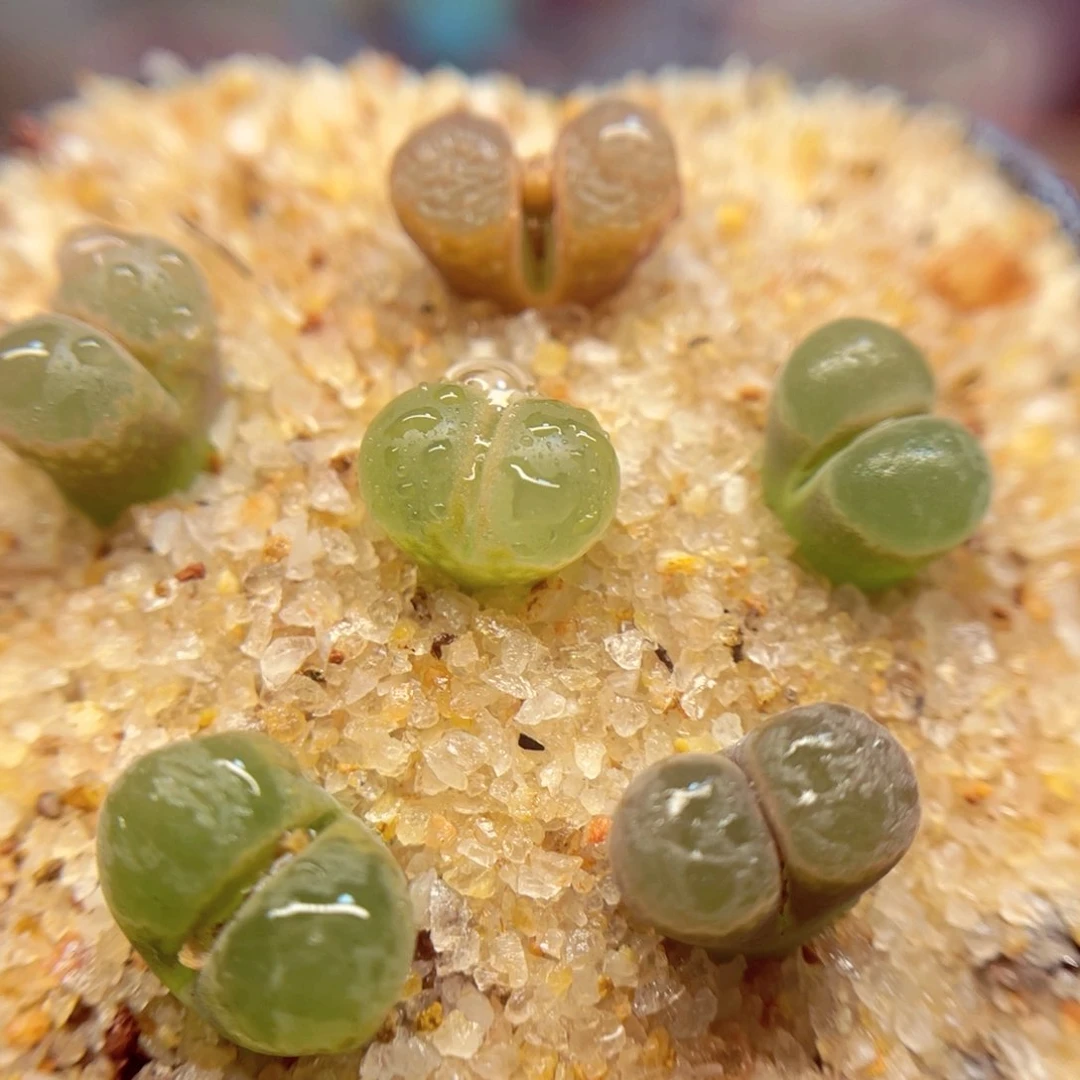 074. 567855788777787877778