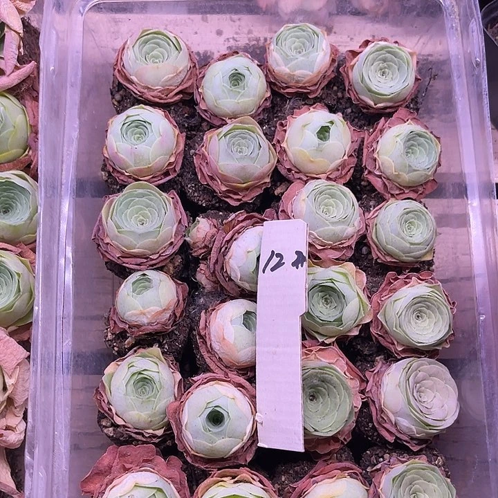 山地玫瑰12号，一物一拍24颗2.7cm左右