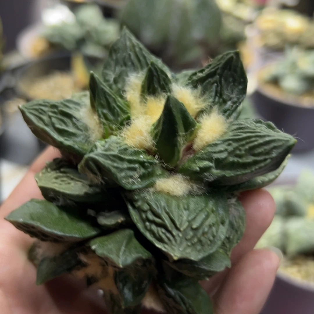 一物一拍所见即所得