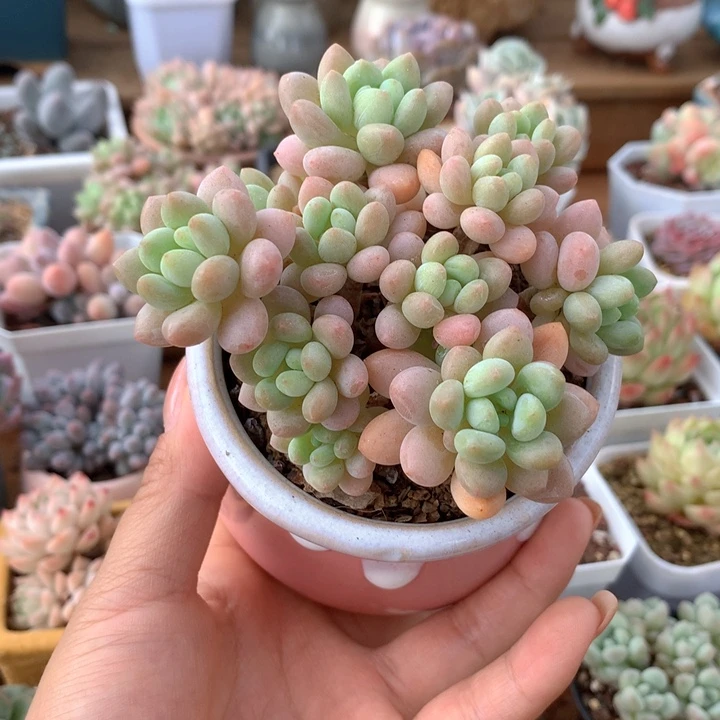 精控洛可可多肉一物一拍