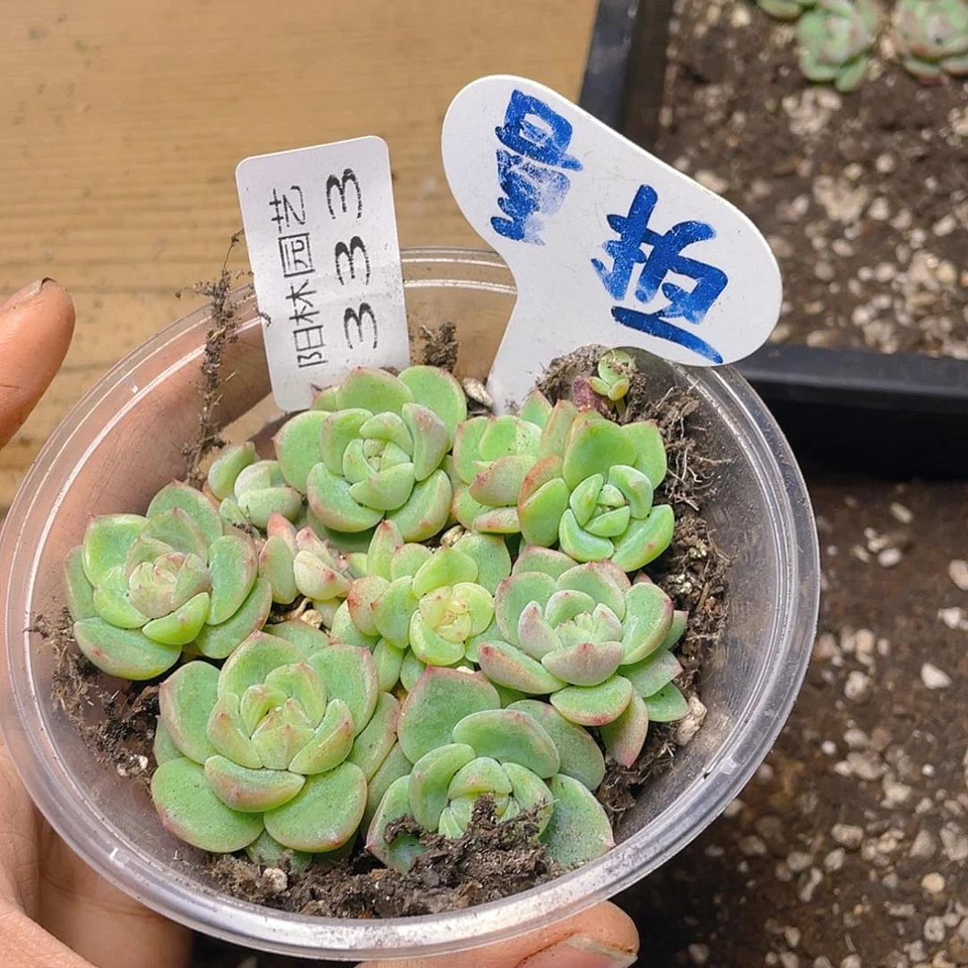 量拍多肉植物多肉植物333