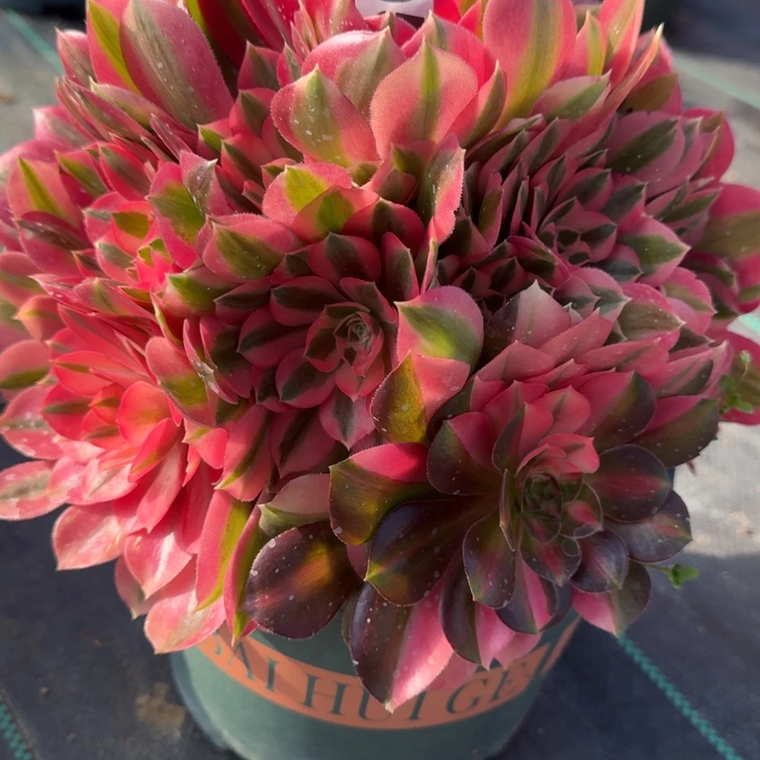 205女巫多肉植物