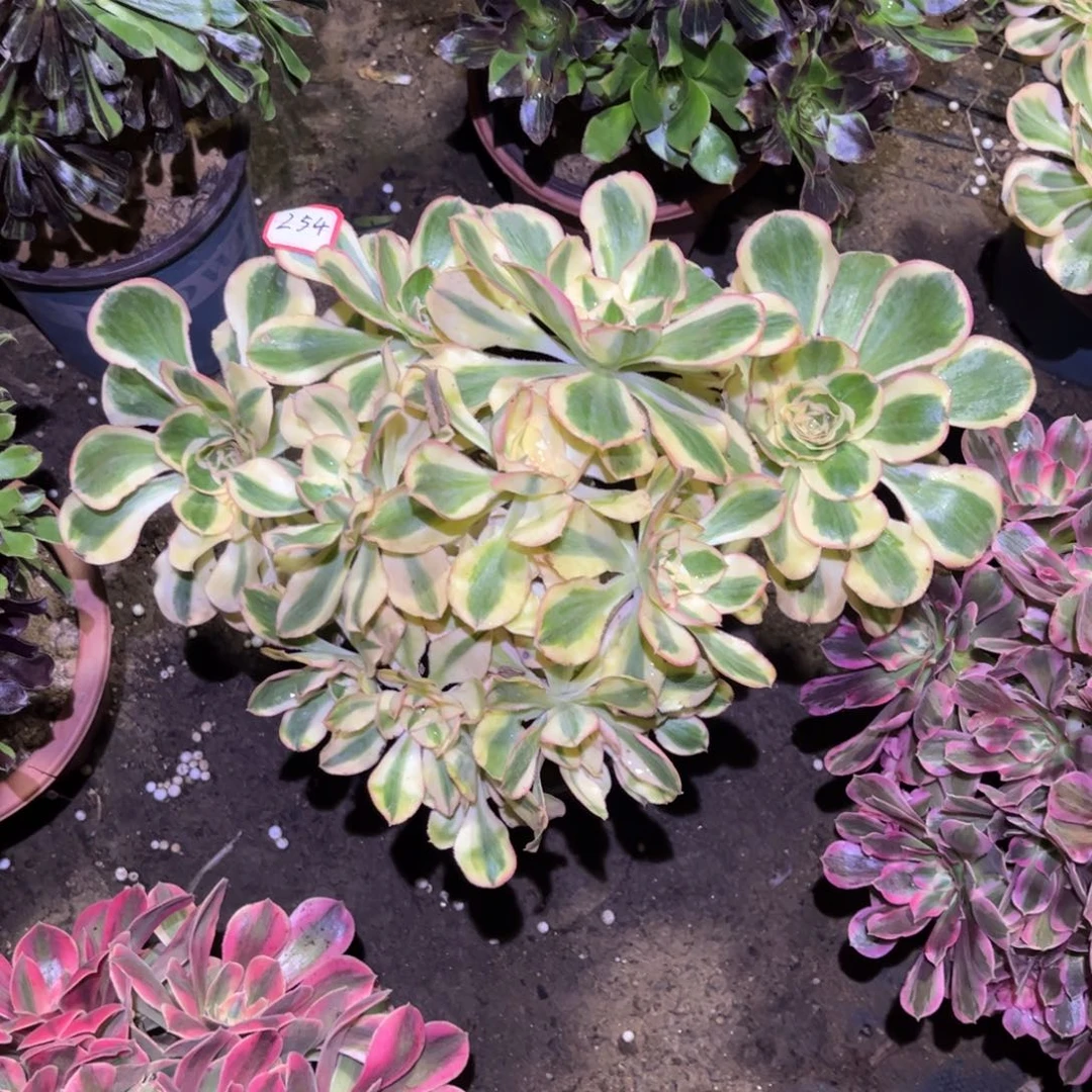 254多肉植物燕姿锦