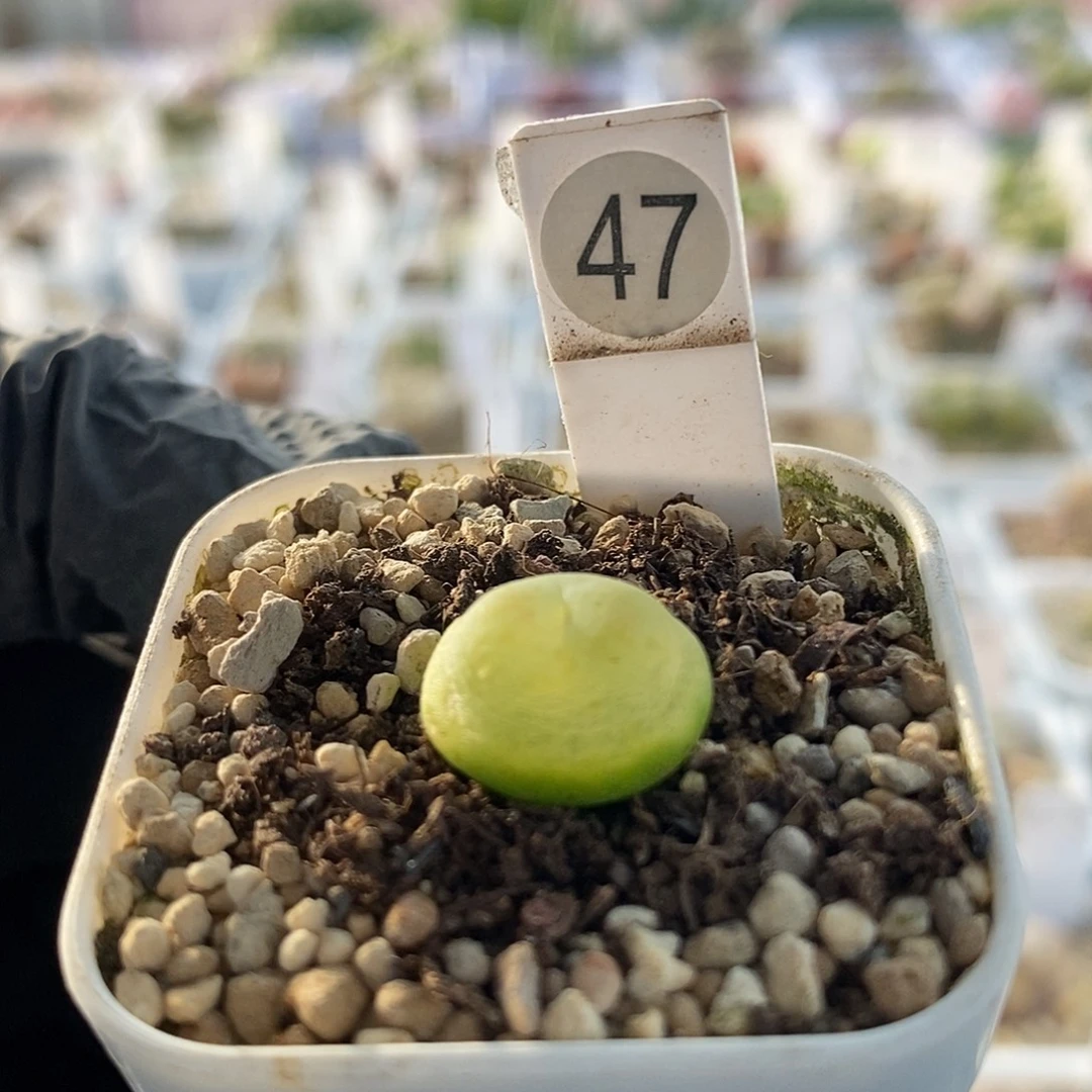 拉登三年飞碟体尺寸1.4满49包邮