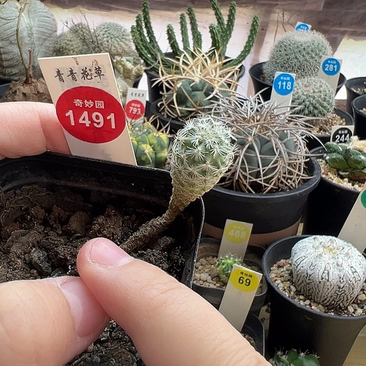实生赤花美针玉一棵