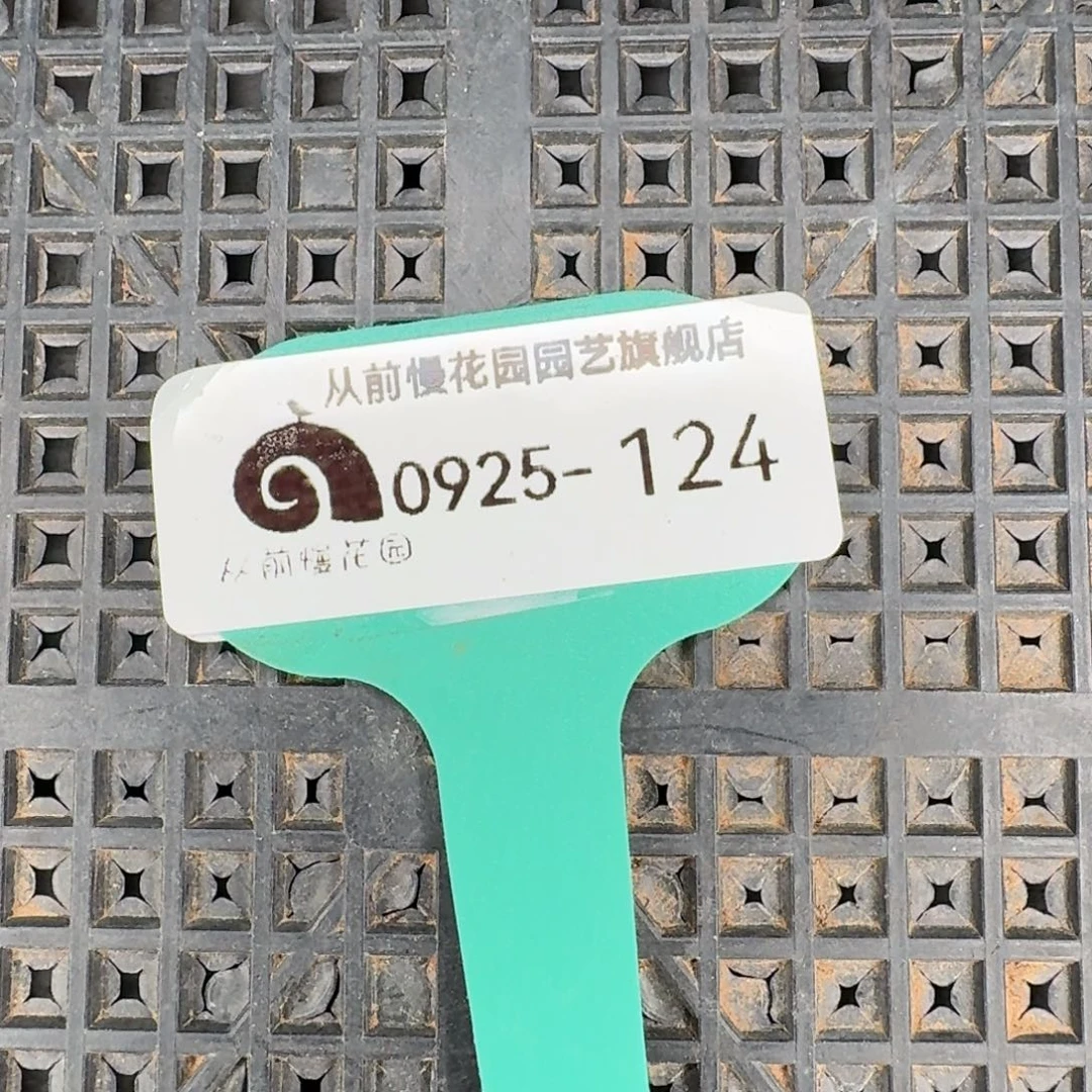 从前慢多肉精选编号0925.124