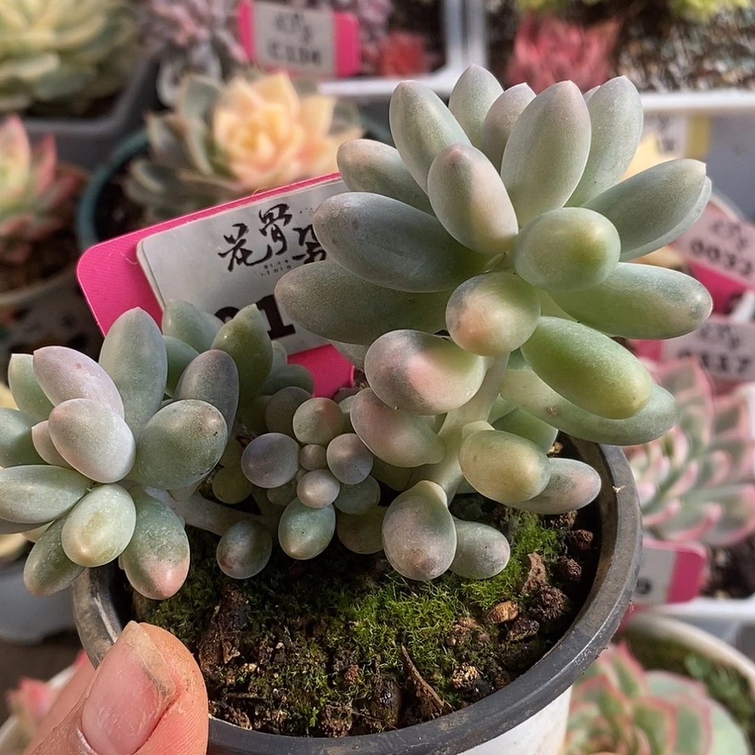 149福利汤圆哈哈哈哈哈哈哈