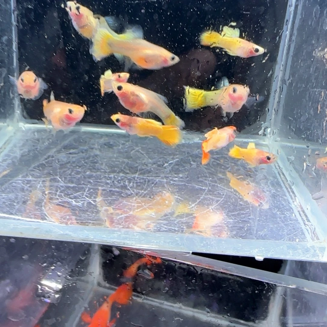 孔雀鱼玻璃猫10条