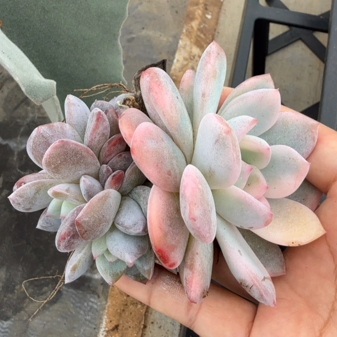 橙梦露锦腹轮锦群生