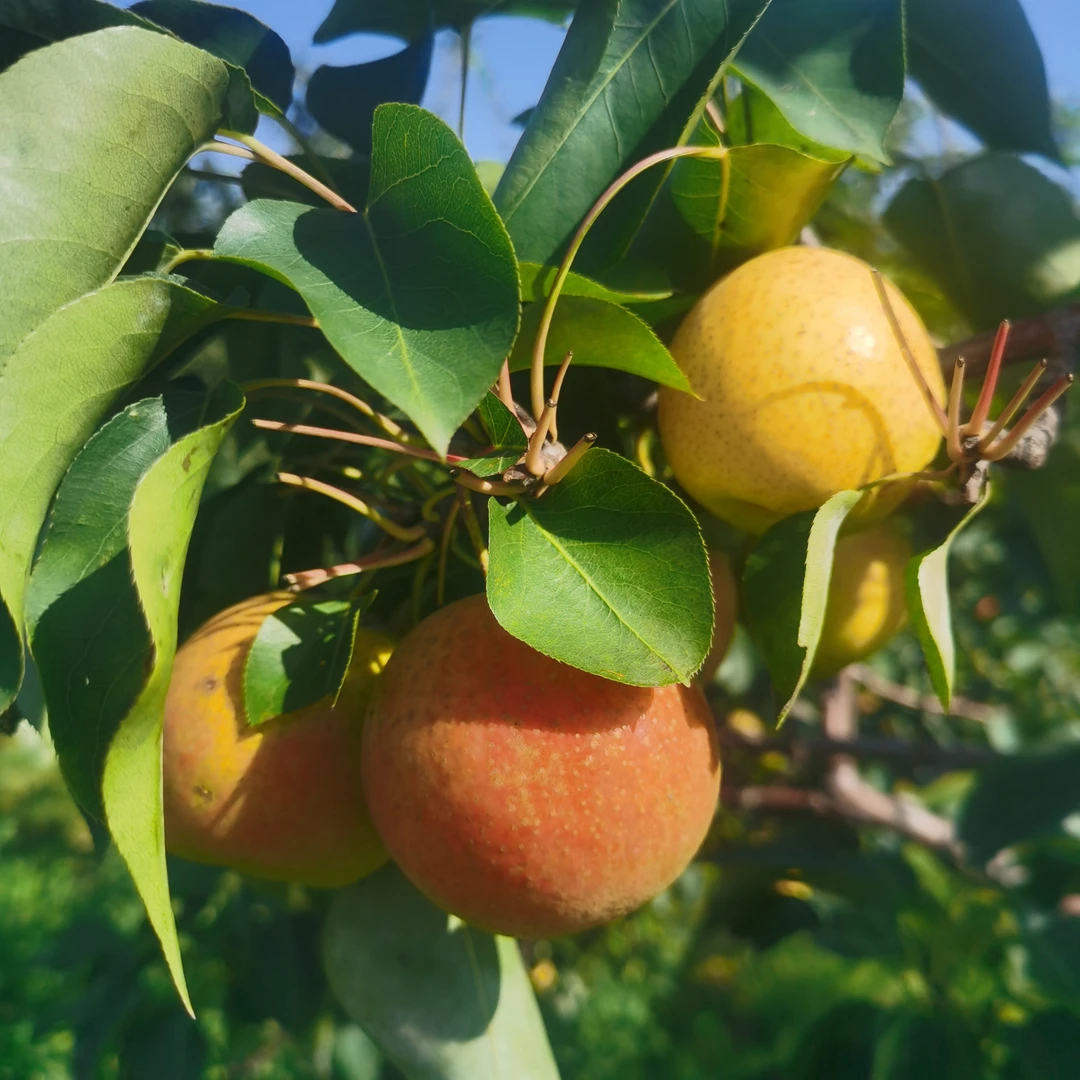 鞍山特产南果梨（家庭装）采摘采摘产自多汁佳品爽口肉质细腻成熟