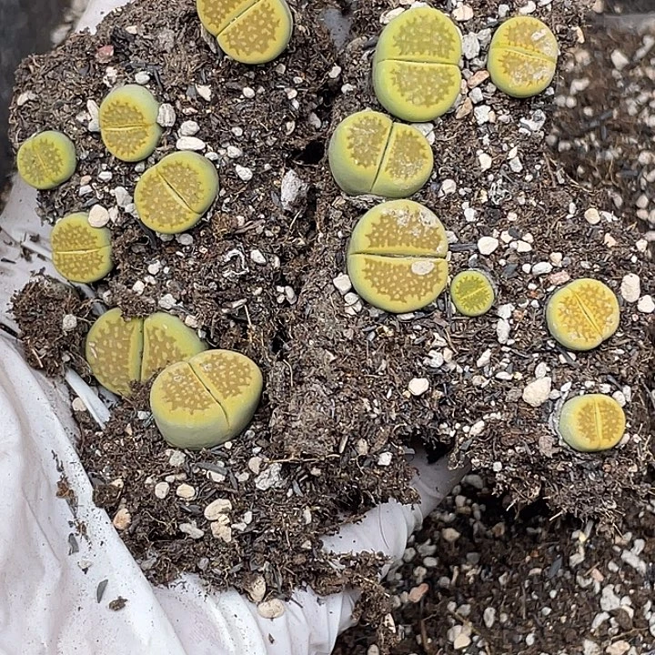 440考虑考虑突突突