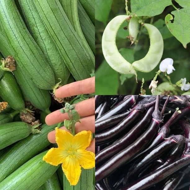 湖北天门本地茄子白豆角丝瓜