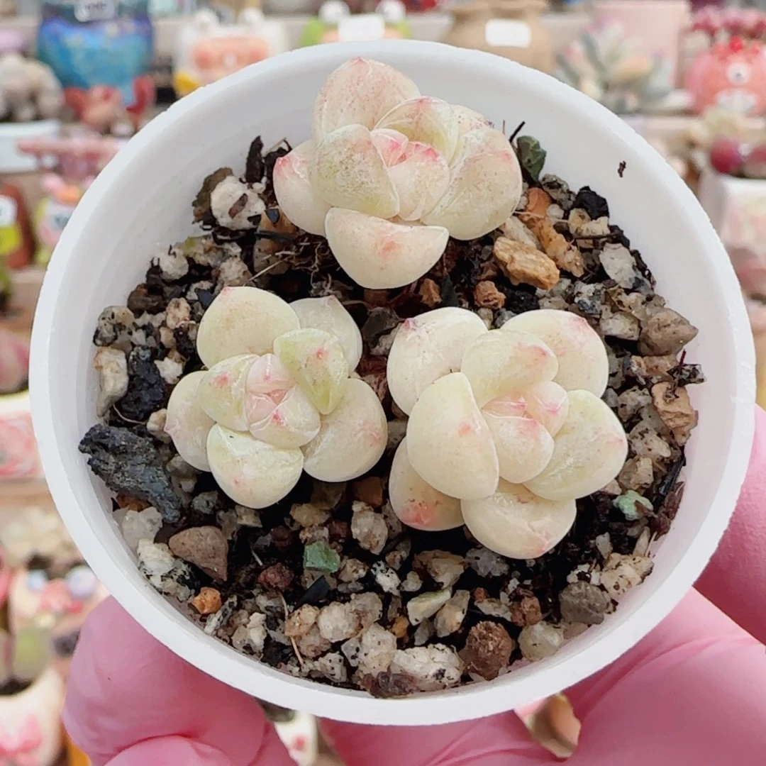 福利白底冰玉 盆口3cm