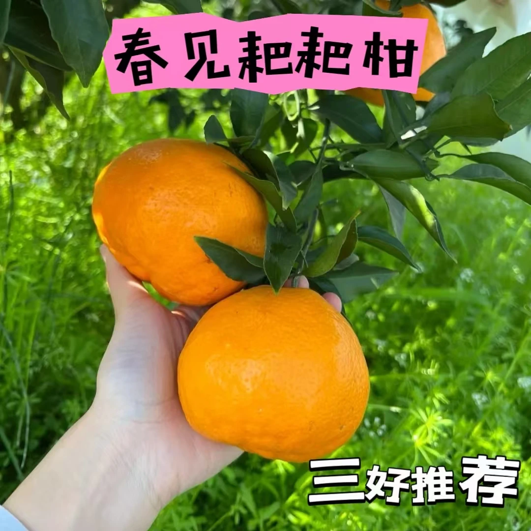 三好推荐-正宗四川春见耙耙柑 应季水果 现摘现发（京东包邮）