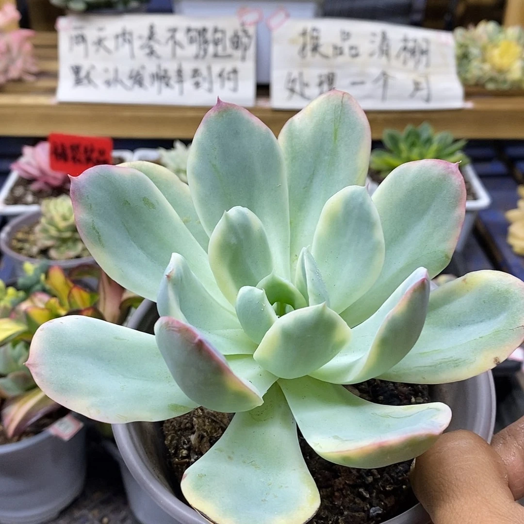 27183 绮罗锦有杆子