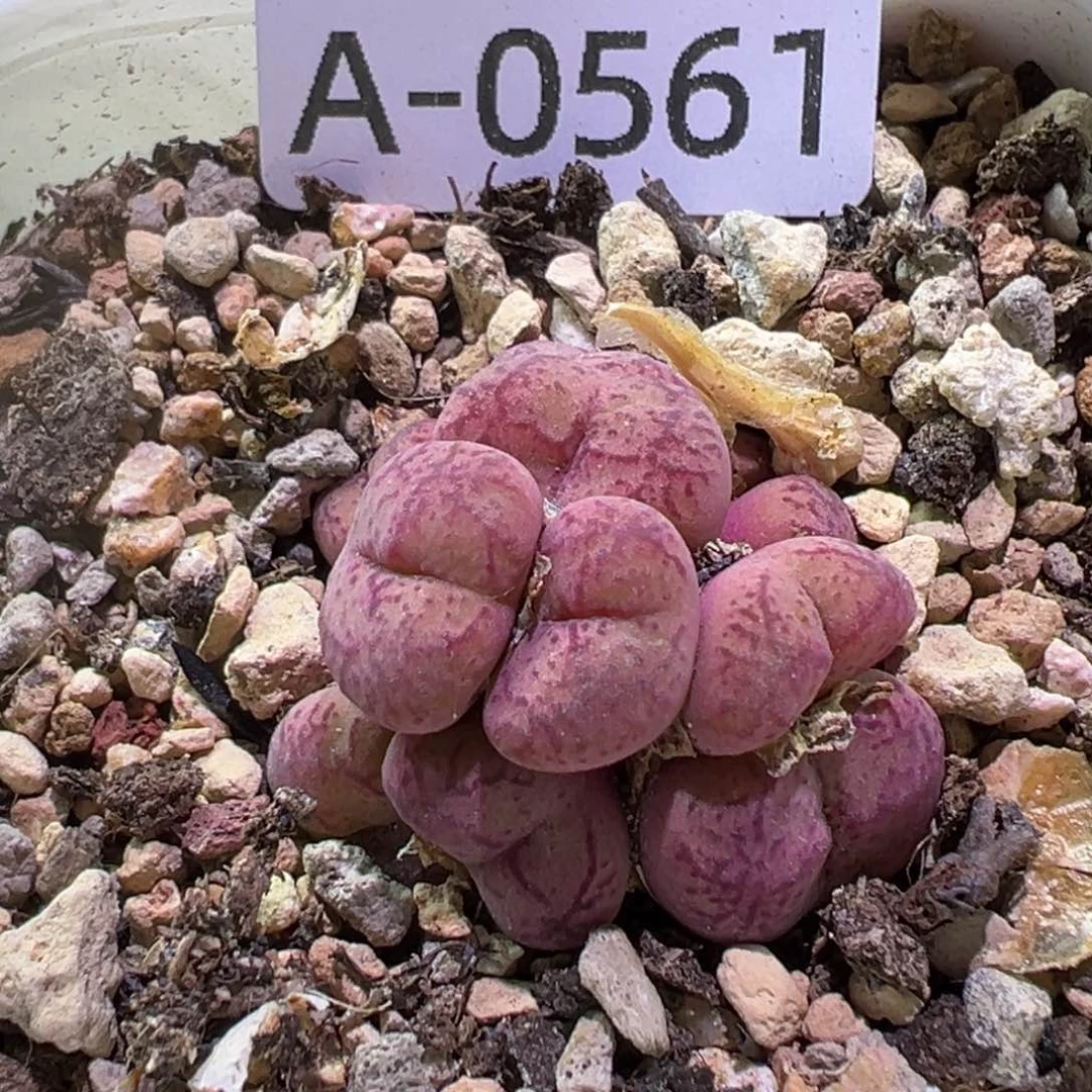 阿*多肉植物1111111111112111