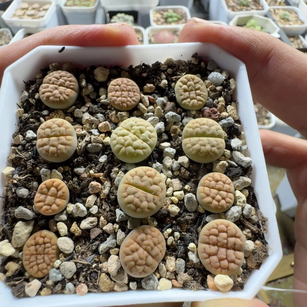 55。黄绿富贵 一盒带盆