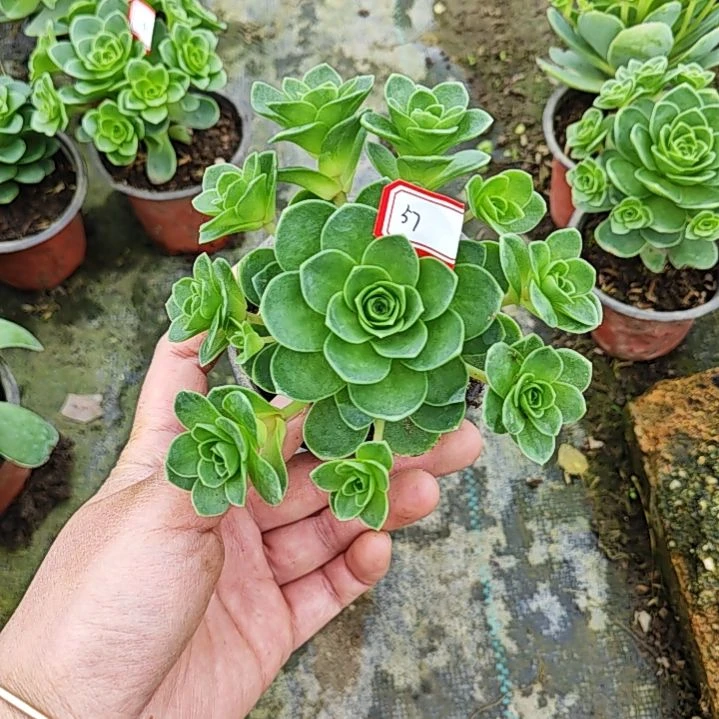 山地玫瑰多肉 57