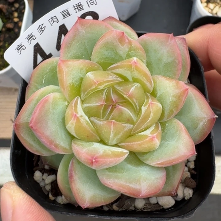 海洋之心            多肉植物