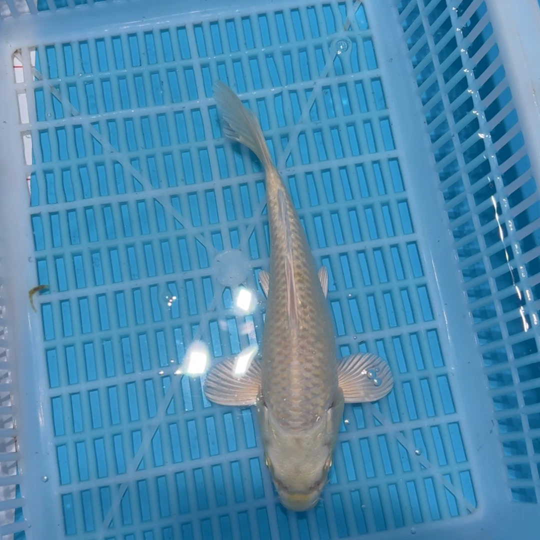 锦鲤锦鲤观赏鱼一物一拍
