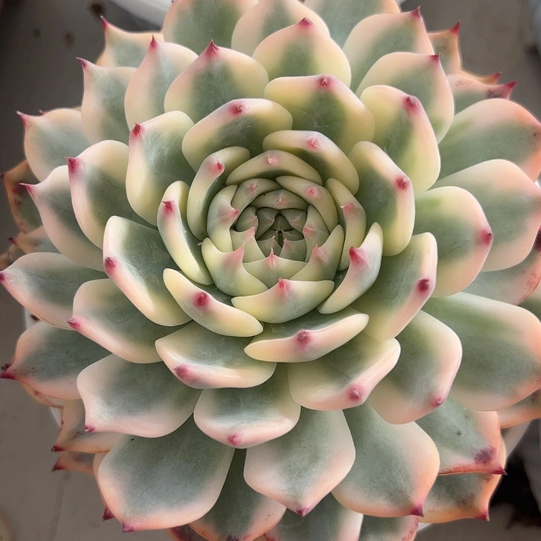 吉娃娃锦大单头多肉