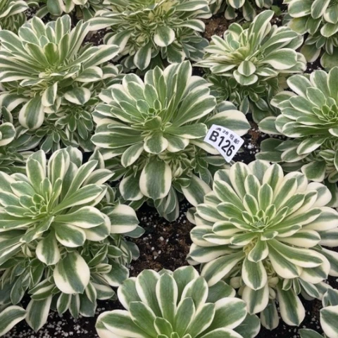 126迈巴赫不包断枝