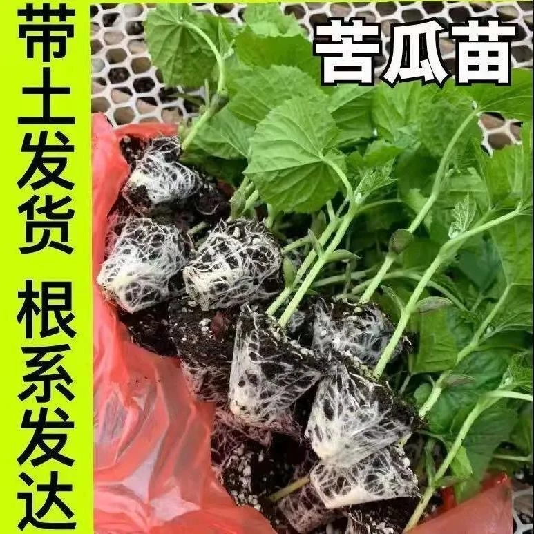 苦瓜苗，新疆焉耆大棚带土苦瓜苗高产蔬菜苗