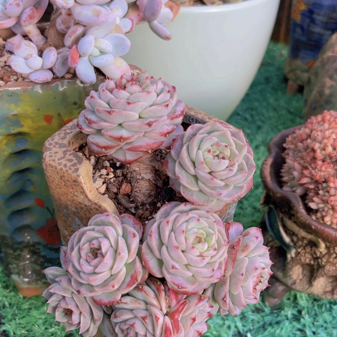 天鹅绒3068多肉植物