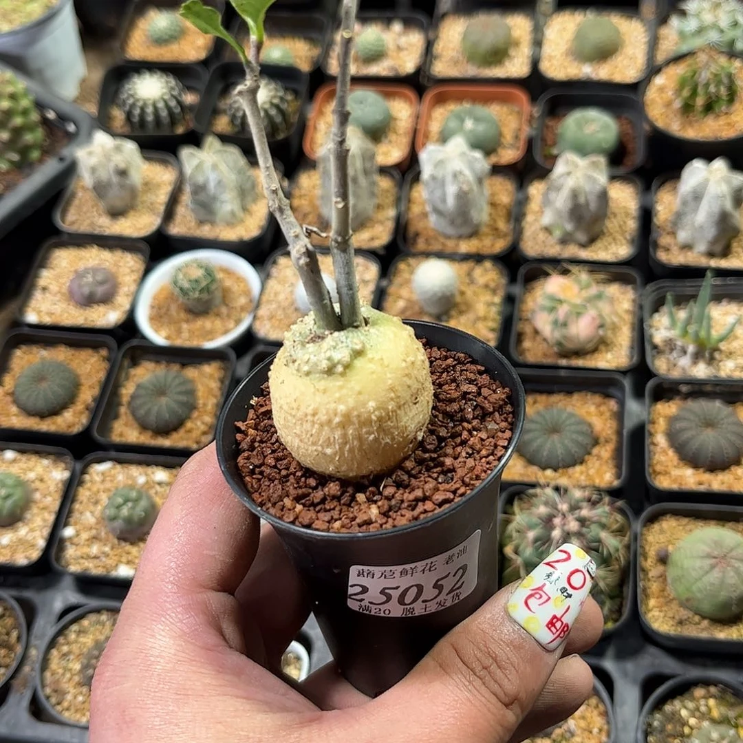 Q*25052一物一拍单头发货