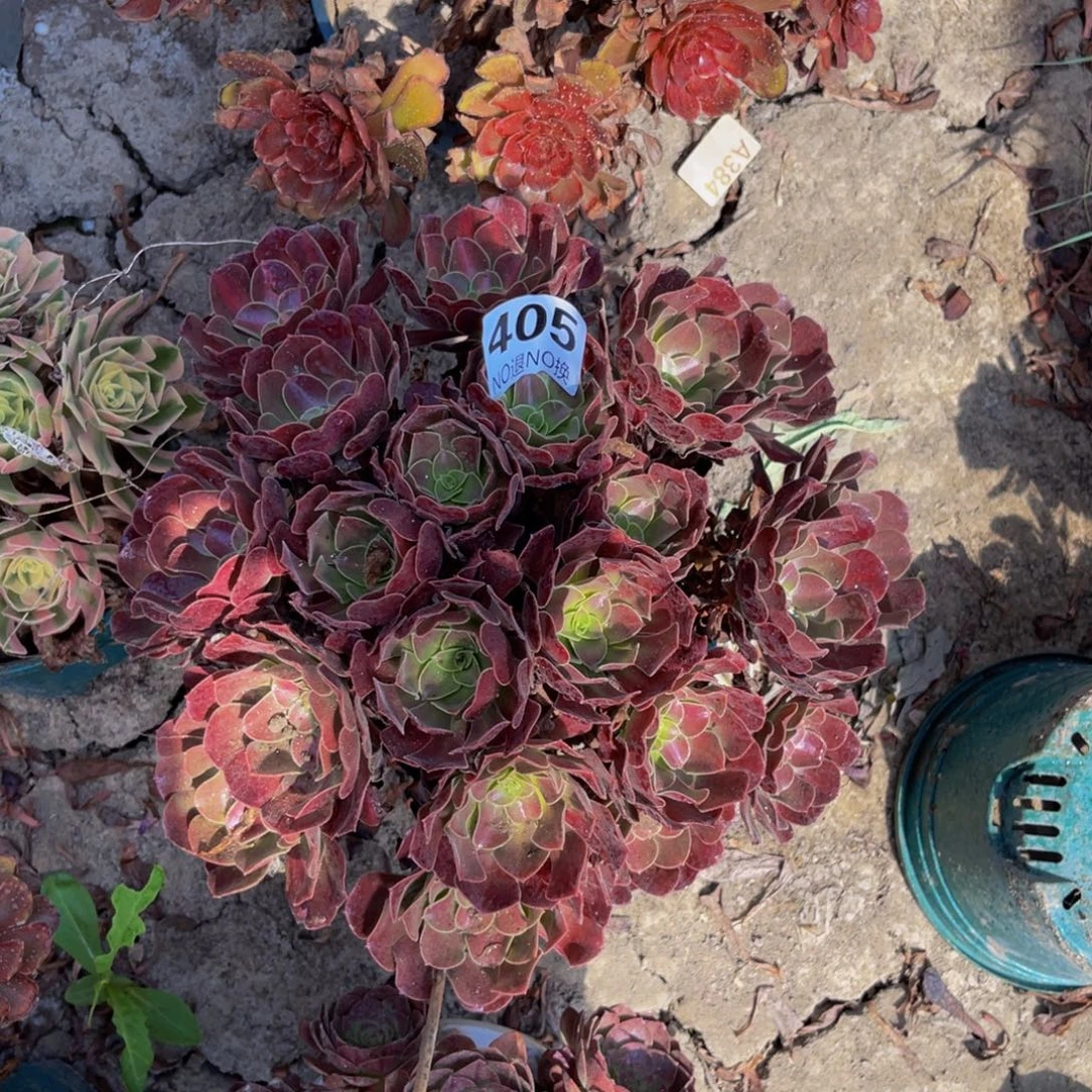花纳法师朵朵5-7’
