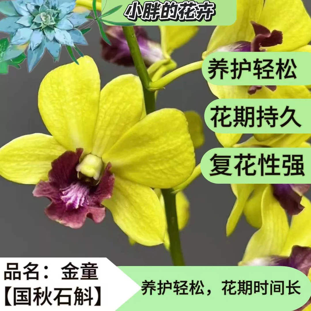 【小胖】《金童》秋石斛盆栽（2~3苗以上）发货好养带花苞兰花石斛兰
