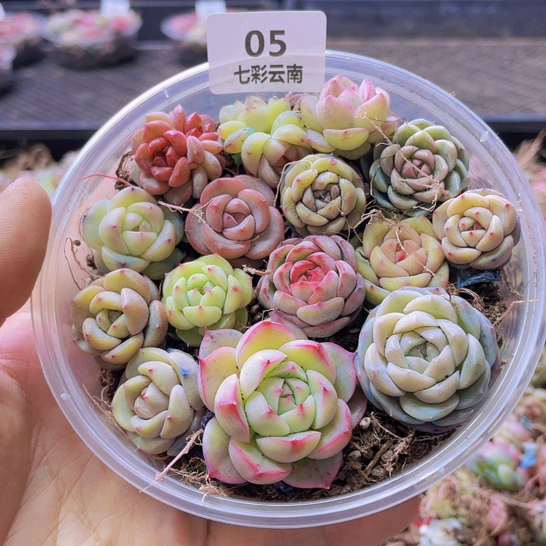 一物一拍000005号