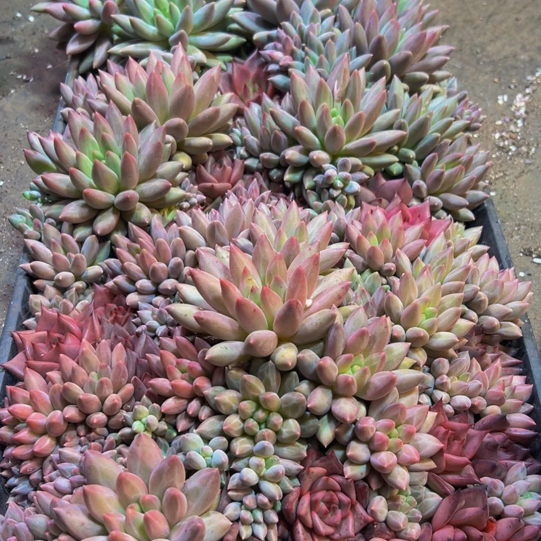 芳***仔224点点滴滴点点滴滴的学校