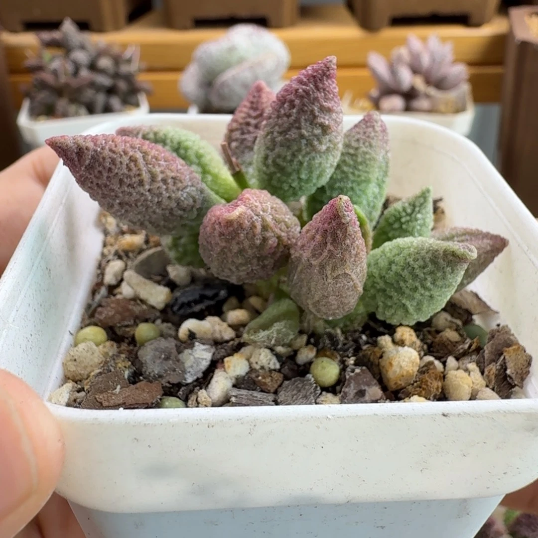 哈基米水泡多肉肉肉