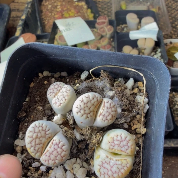 一***╮多肉葡萄的季节159