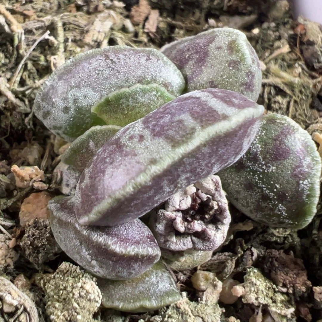 w变异海豹多肉植物