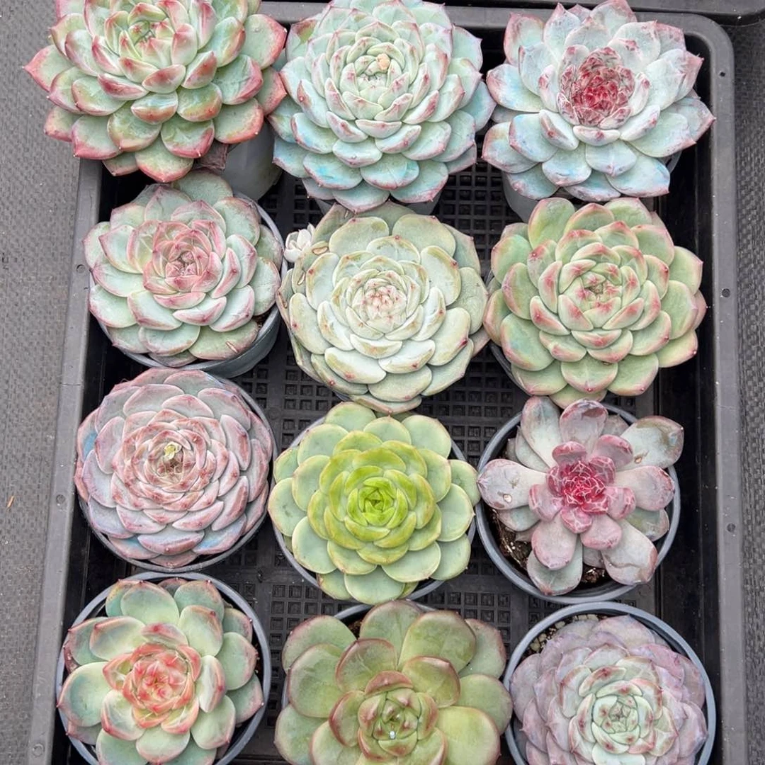 1762一筐不售后肉肉肉肉肉肉