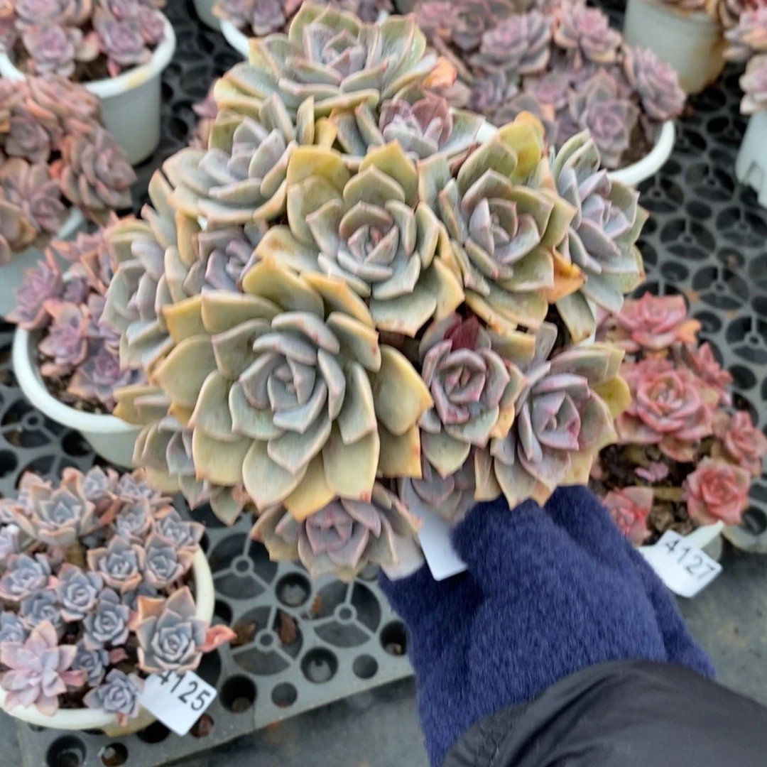 *****4126彩虹糖锦一物一拍