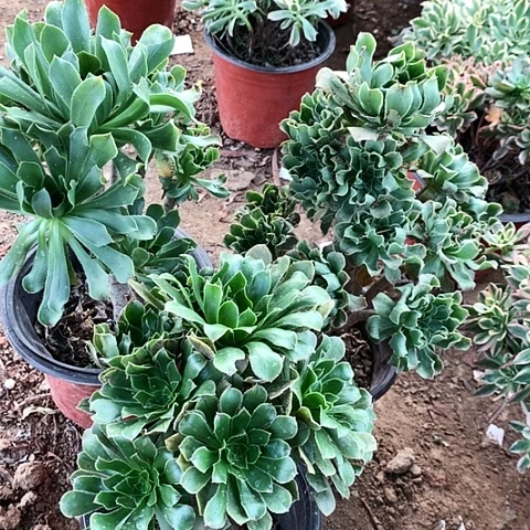 3棵原绿绿绿绿绿