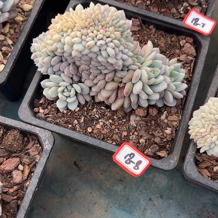 精品多肉植物老桩星星缀