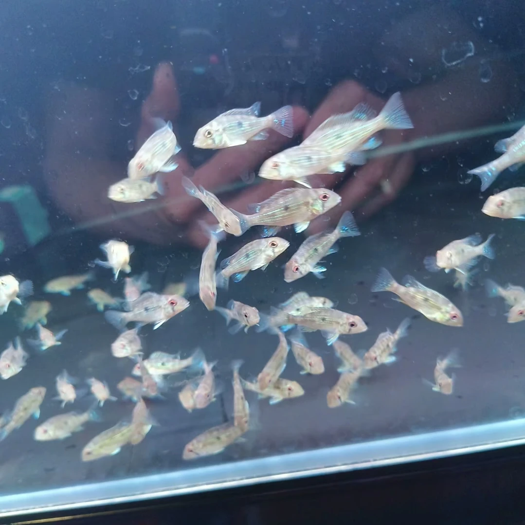 苏里南泪眼关刀3-4厘米