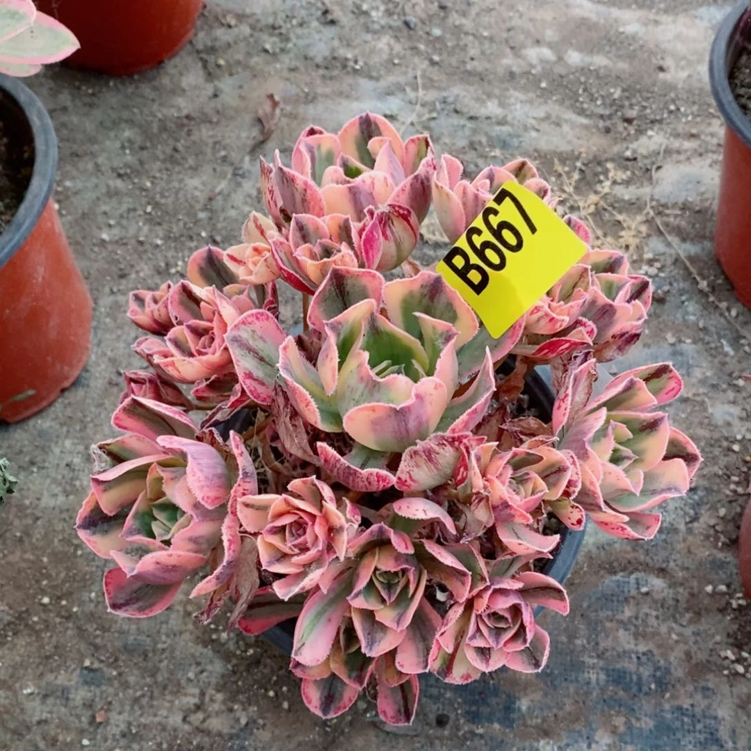 青花瓷多肉法师667
