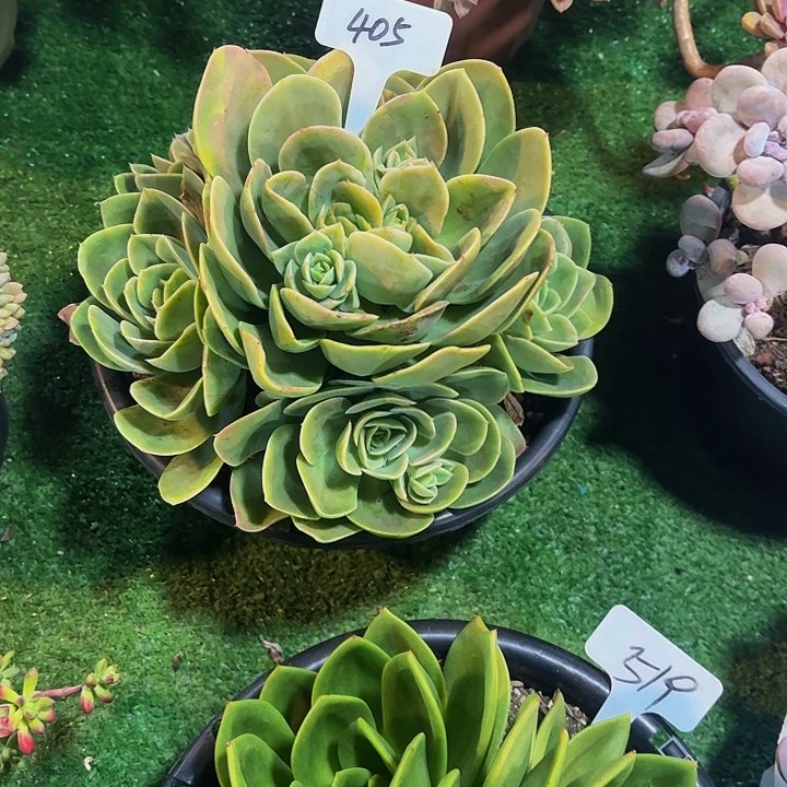 早***阳丽娟花卉星娜塔手捧
