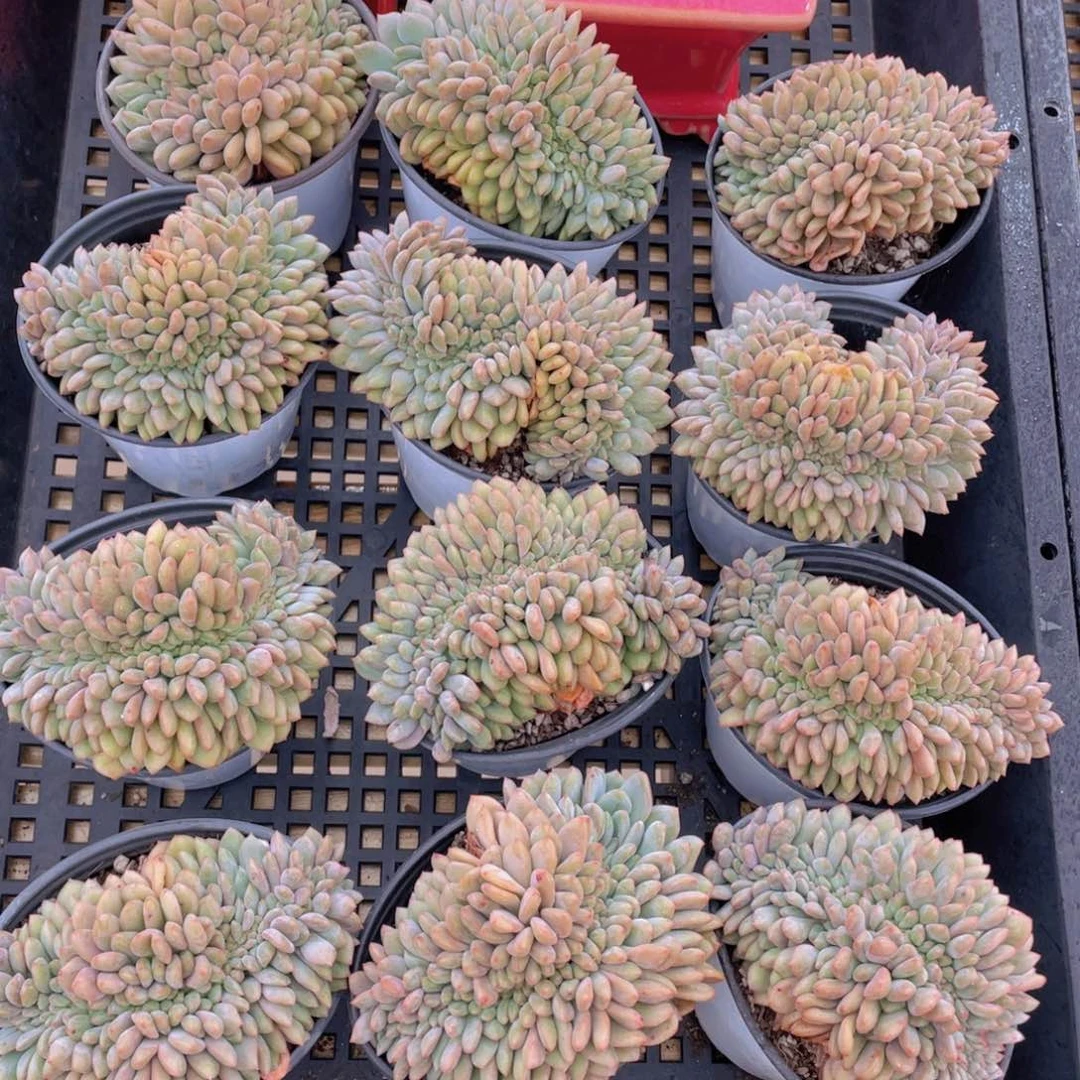 量拍44号 凌雪缀化一个