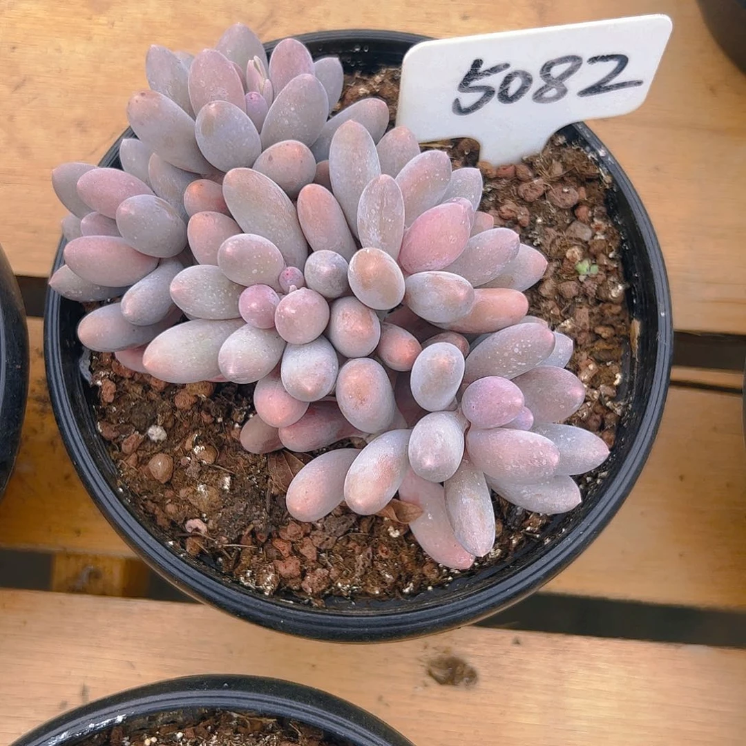 就****?五头汤圆5082号一物一拍