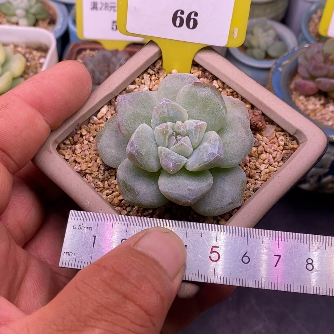 166精控钻石纹冰玉石化福利……