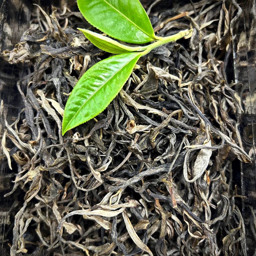 2025年头春迷帝森林古树茶普洱茶（生茶）