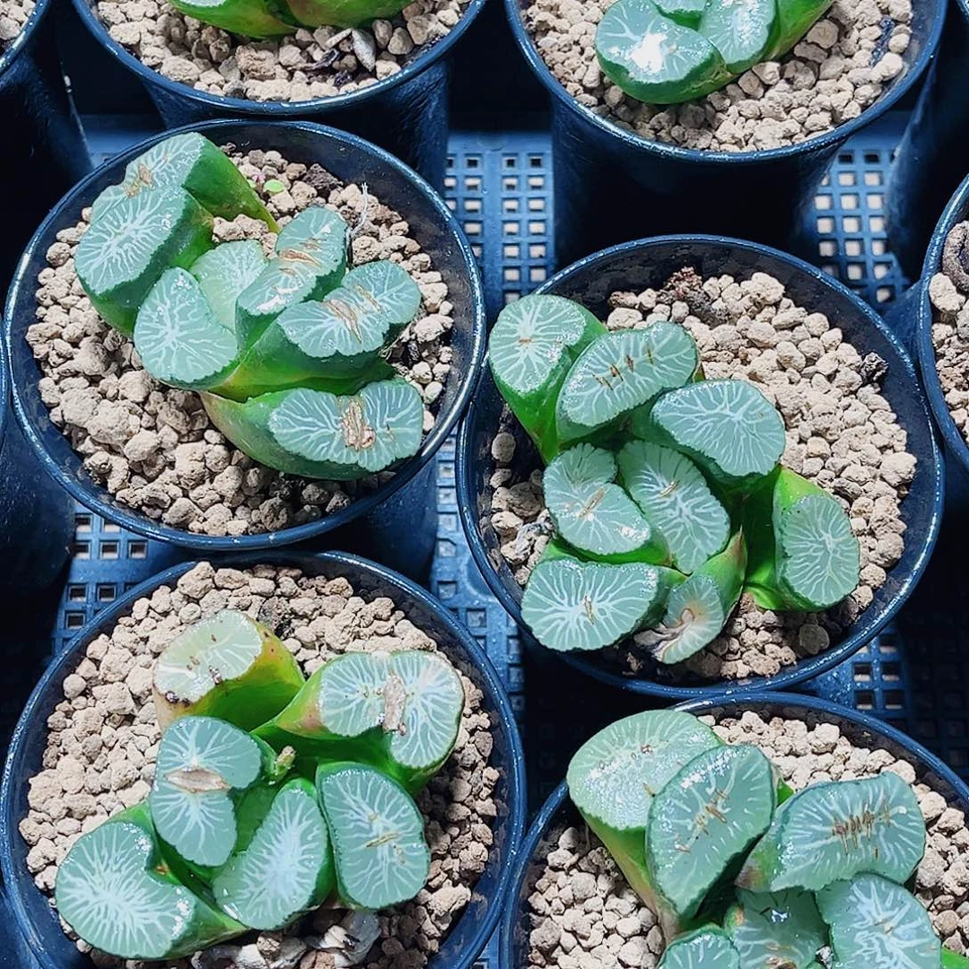 巨大化万象精品十二卷