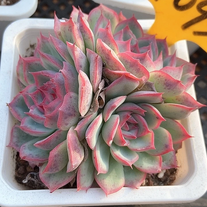 多肉植物侧影1095多肉