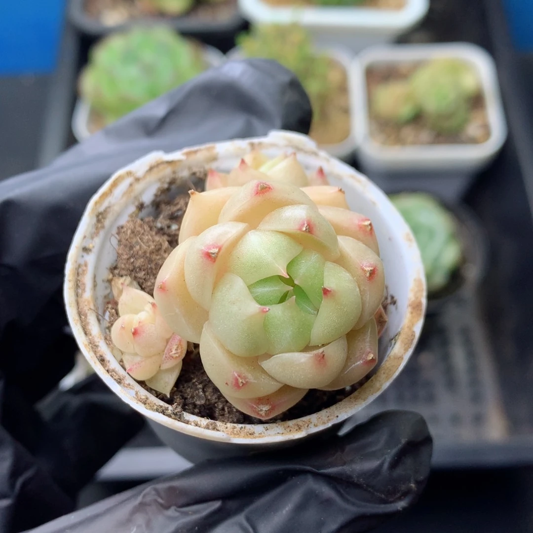 58包邮  群生不包整 111